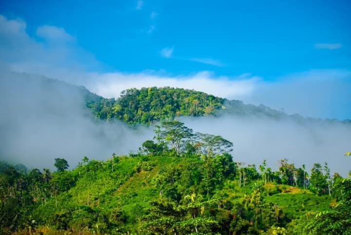 Sinharaja Riverside دينيايا المظهر الخارجي الصورة