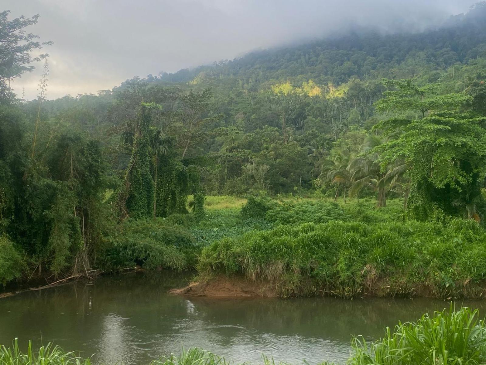 Sinharaja Riverside دينيايا الغرفة الصورة